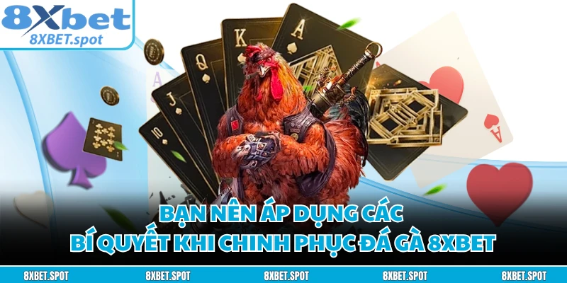 Bạn nên áp dụng các bí quyết khi chinh phục đá gà 8XBET