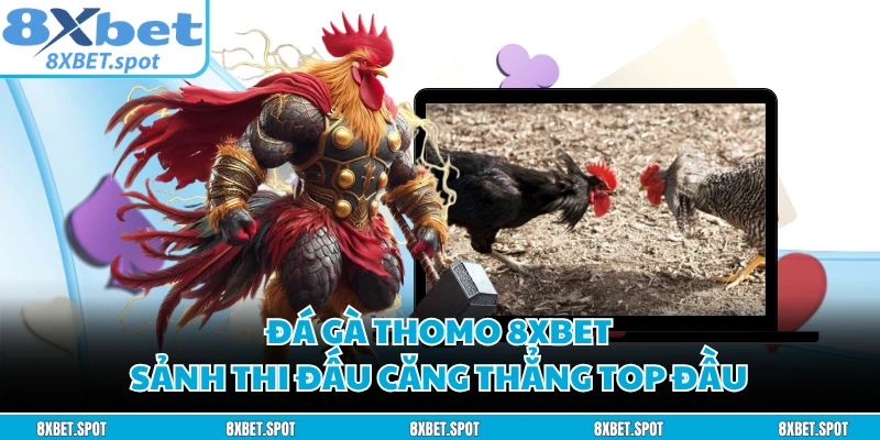 Đá Gà Thomo 8XBET - Sảnh Thi Đấu Căng Thẳng Top Đầu