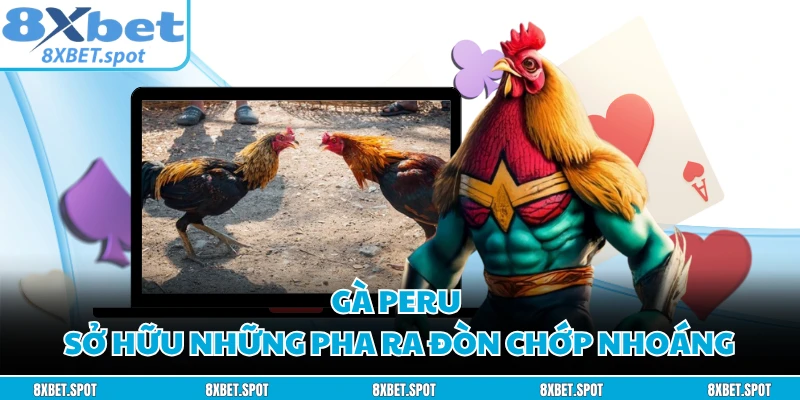 Gà Peru sở hữu những pha ra đòn chớp nhoáng