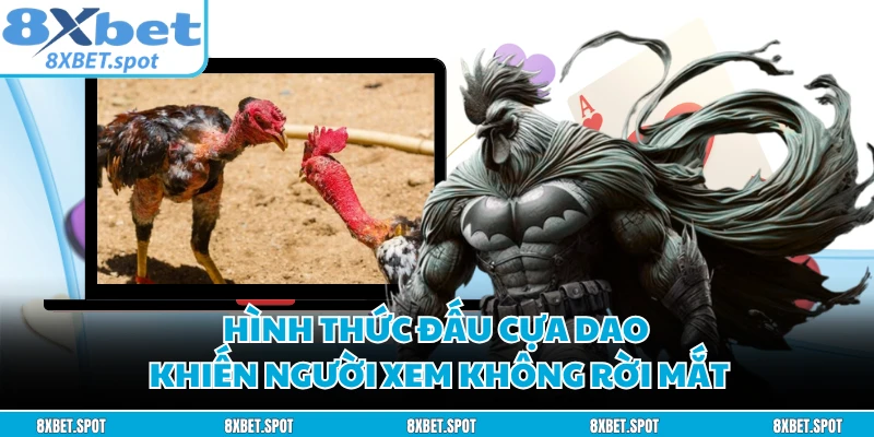 Hình thức đấu cựa dao khiến người xem không rời mắt
