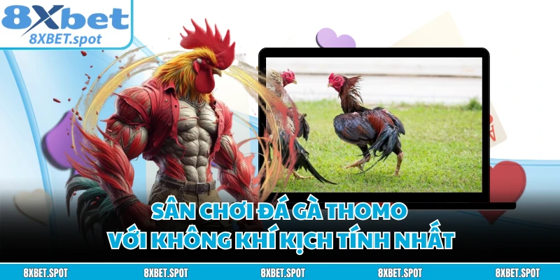 Sân chơi đá gà Thomo với không khí kịch tính nhất