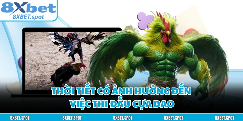 Thời tiết có ảnh hưởng đến việc thi đấu cựa dao
